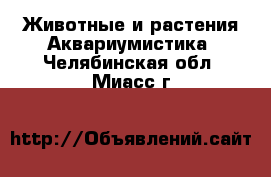 Животные и растения Аквариумистика. Челябинская обл.,Миасс г.